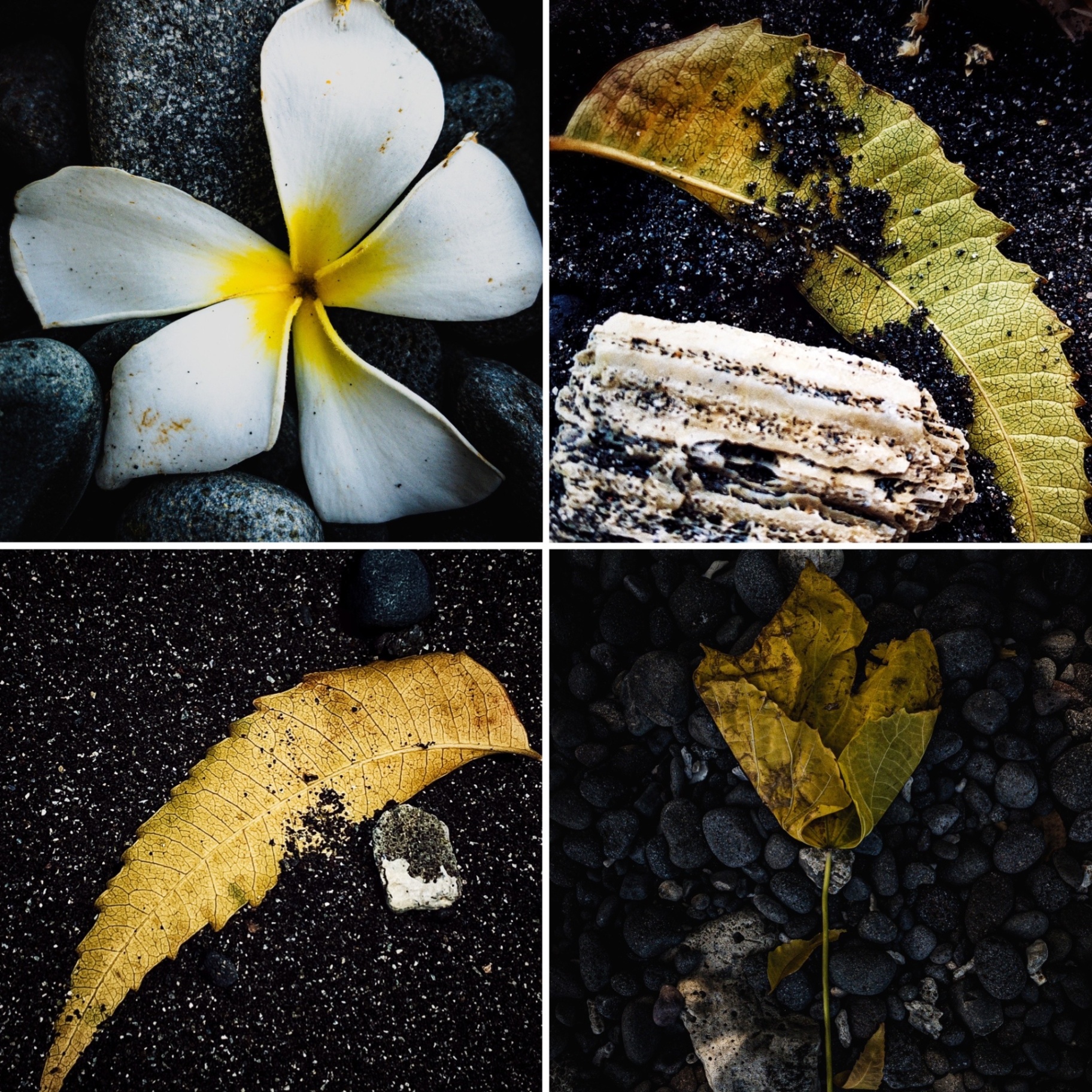 Quadtych of plumeria, fallen leaves and driftwood arranged on black volcanic sand