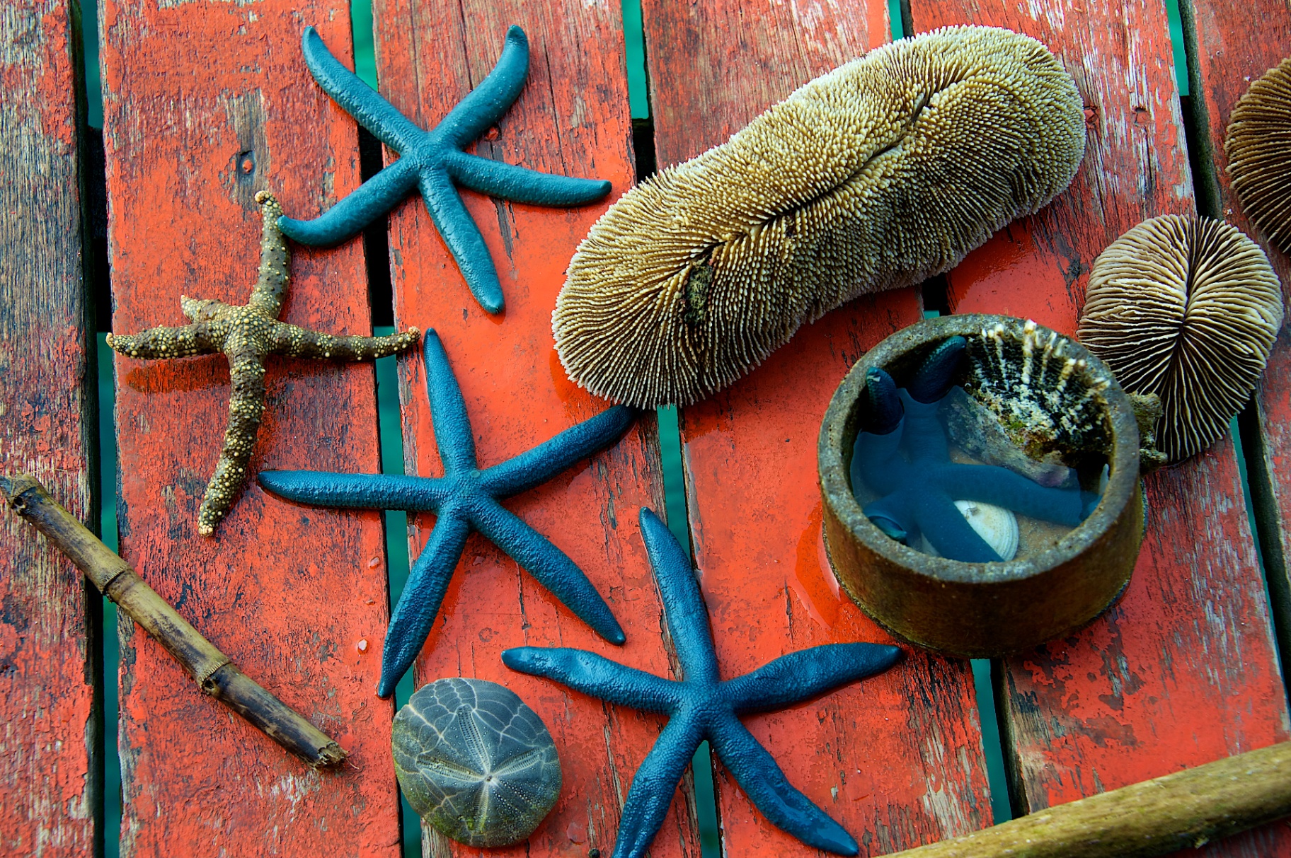Blue starfish, coral and shells laid out on a weathered red boat deck