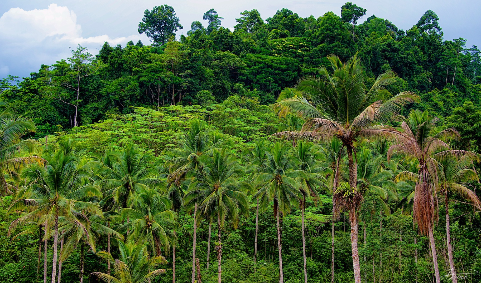 Dense coconut palm canopy climbing a Philippine hillside