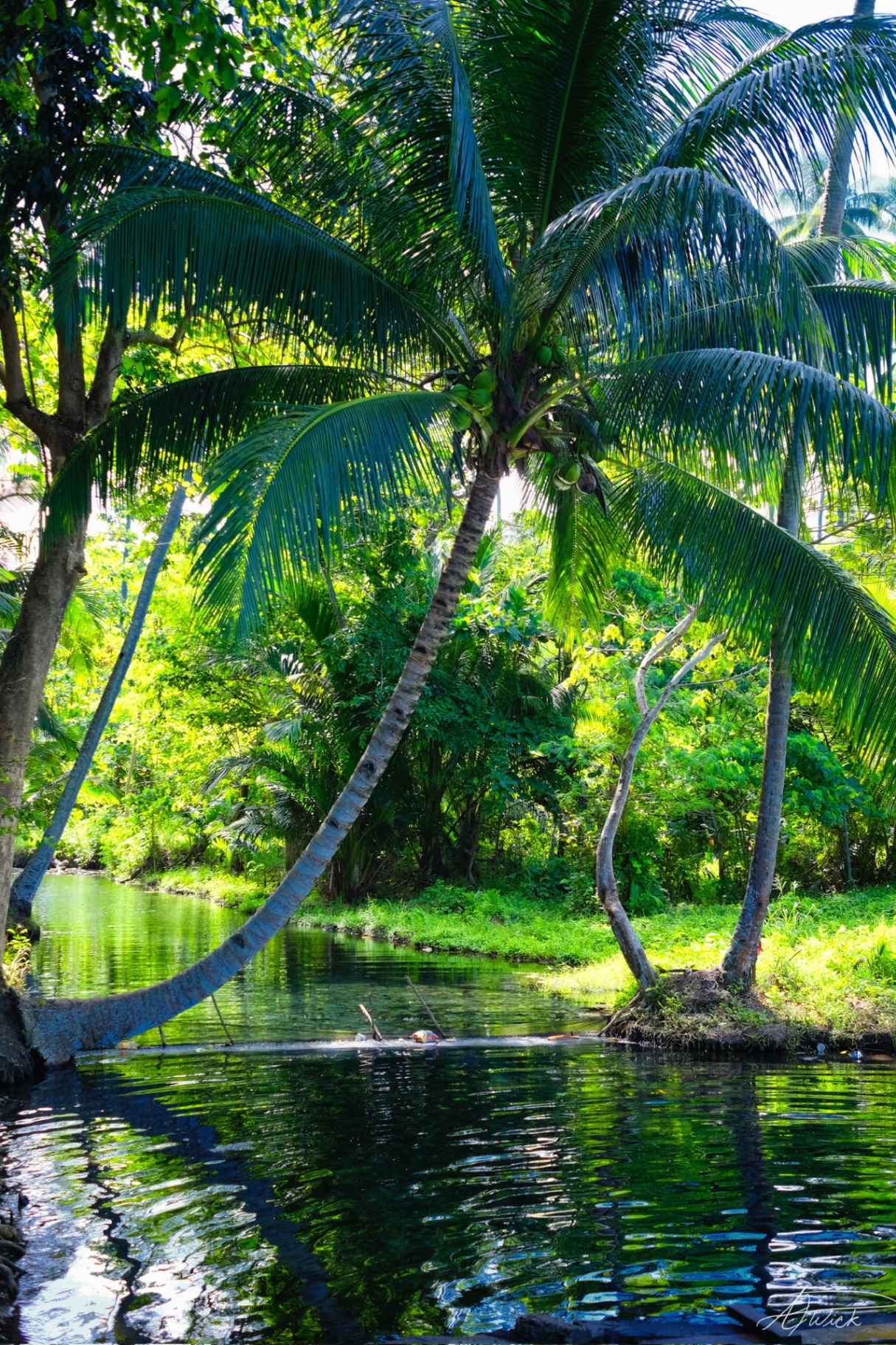 Towering coconut palms arching over a glassy jungle creek mirrored in still green water