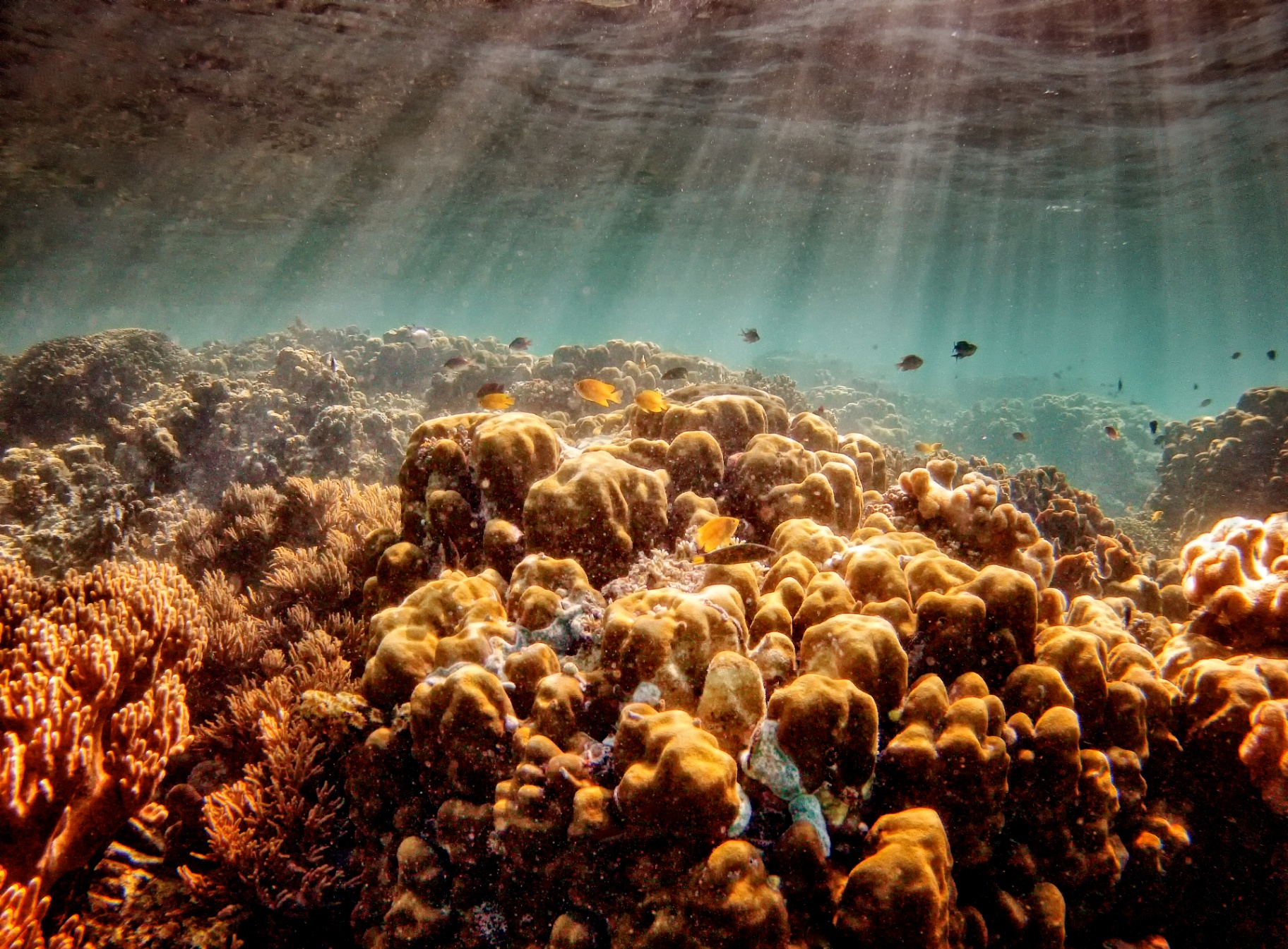 Sunrays filtering over a coral garden alive with small tropical fish beneath shallow turquoise water