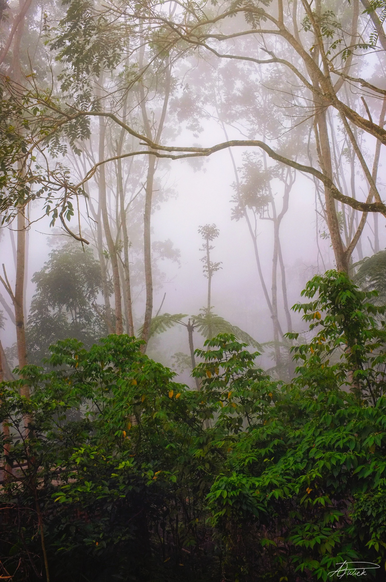 Fog drifting through a tall Philippine rainforest canopy with tree ferns and slender trunks