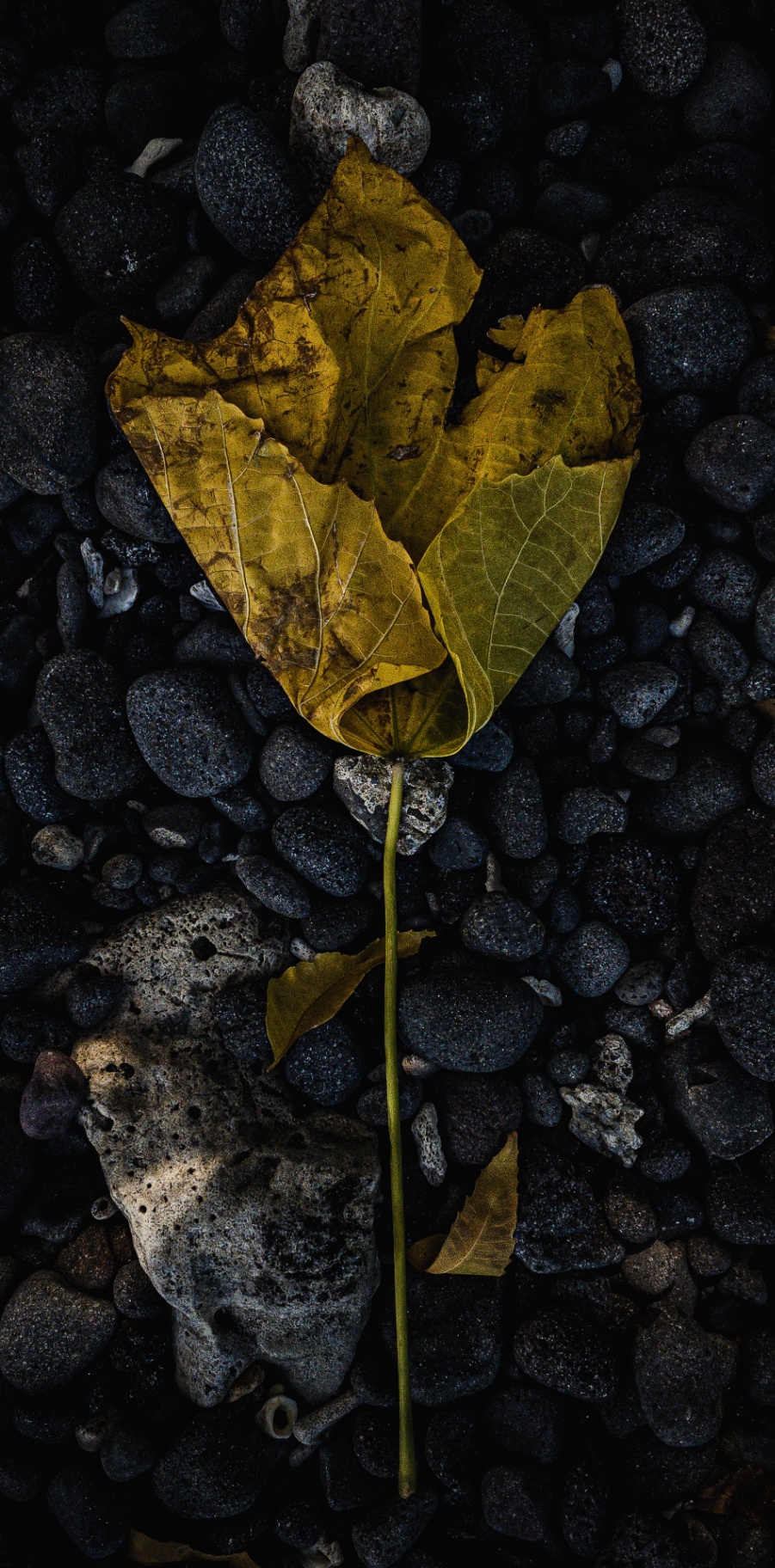 Golden leaf resting on black stones and pale coral fragments along a volcanic shore