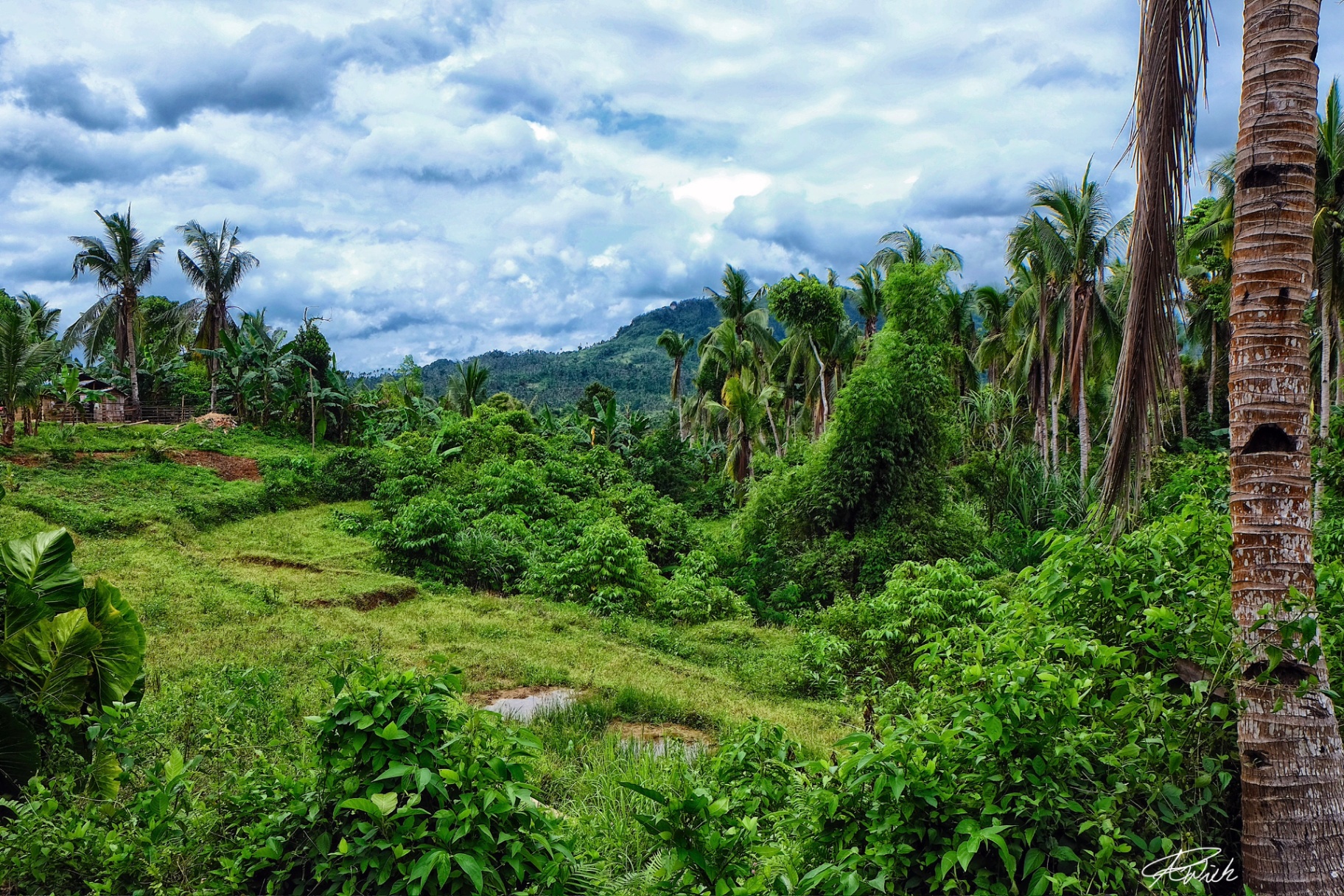 Emerald ridge of coconut groves and open grass leading toward a blue mountain horizon