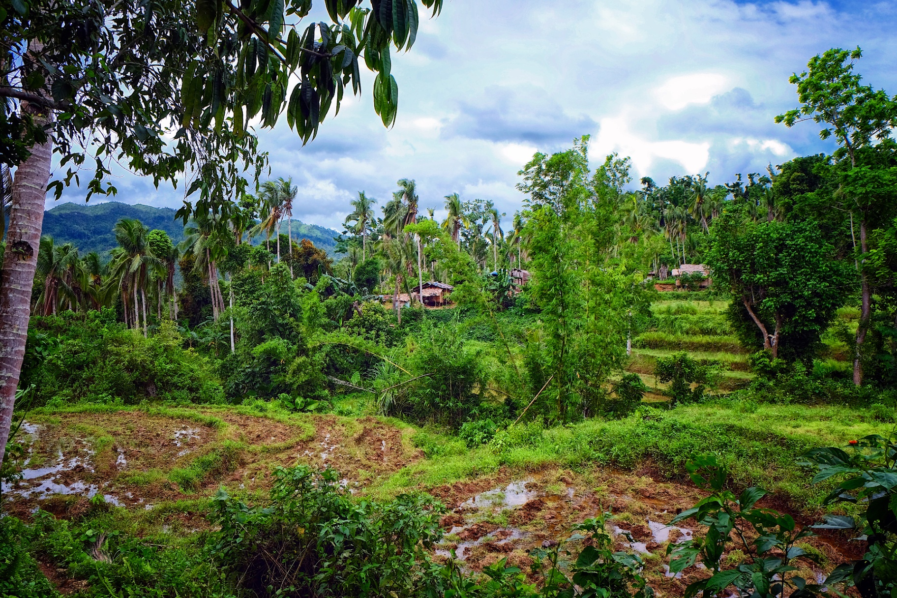 Rain-soaked homestead nestled among palms and terraces in a verdant mountain valley