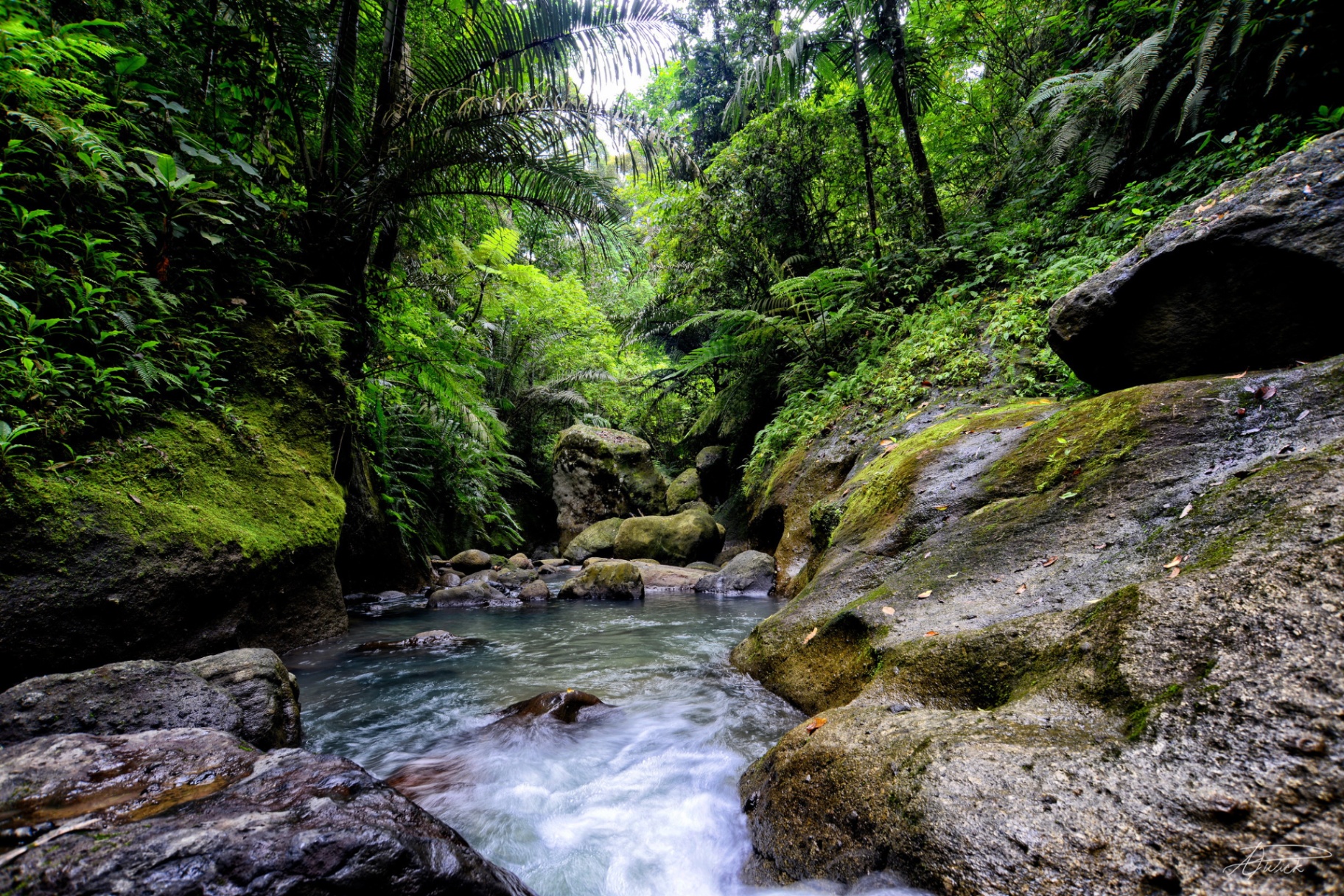 Clear jungle stream tumbling over boulders surrounded by ferns and palms