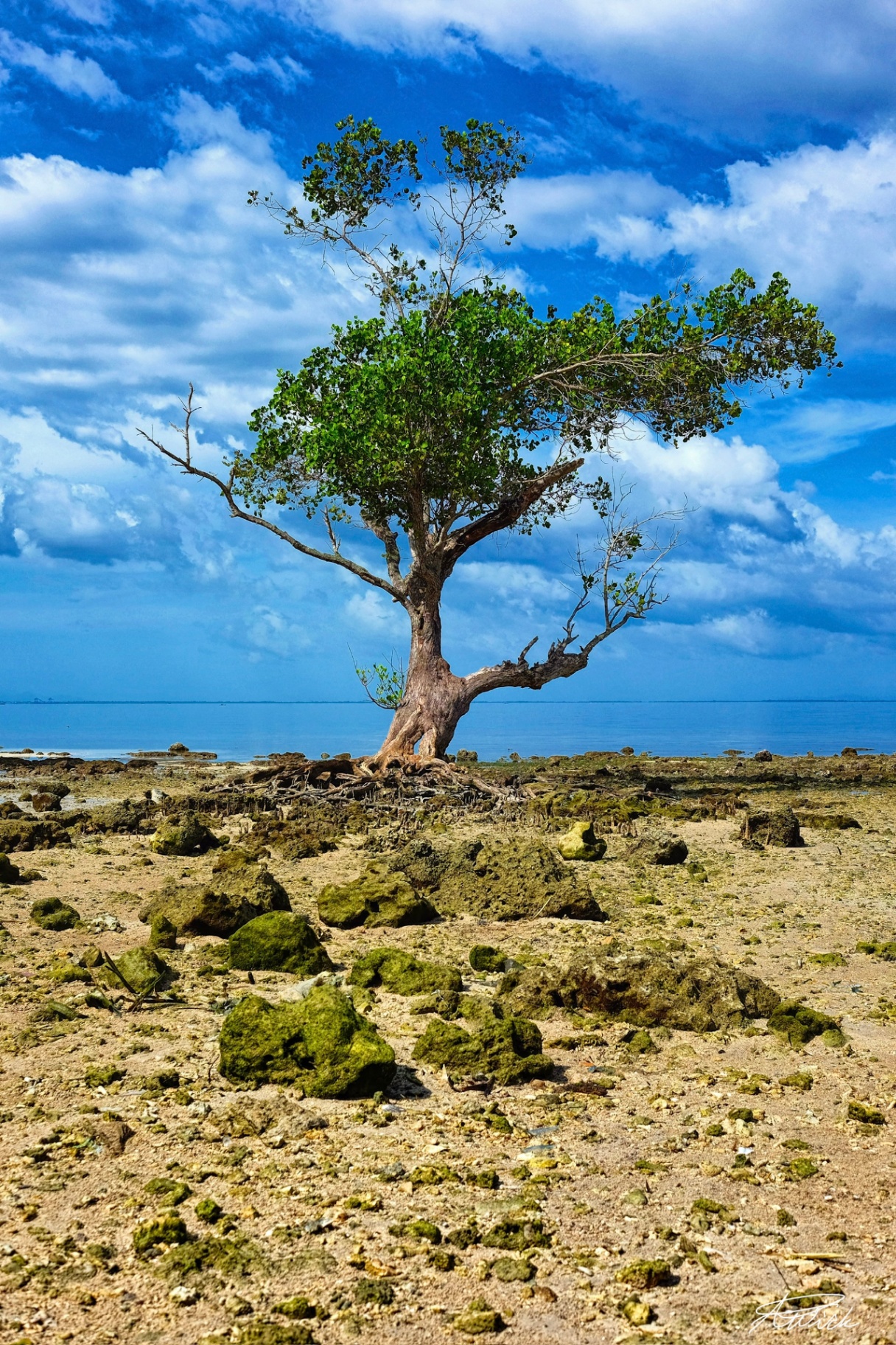 Lone gnarled tree standing on a rocky tidal flat beneath a brilliant blue Philippine sky