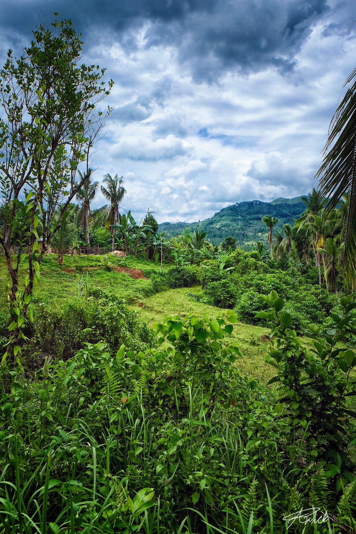 Footpath cutting through wet grasses and dense growth toward a mountain range beneath dramatic monsoon clouds