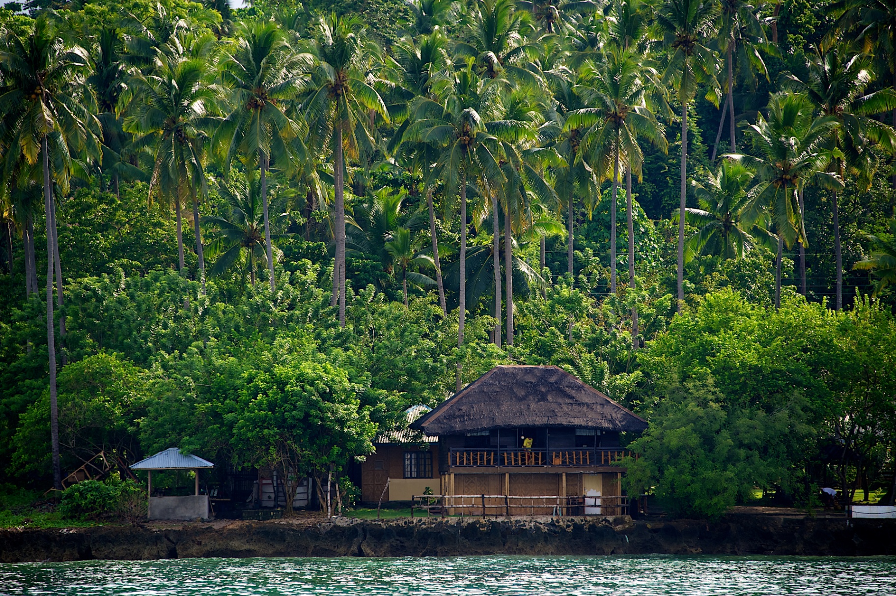 Traditional nipa hut on a riverbank beneath towering coconut palms