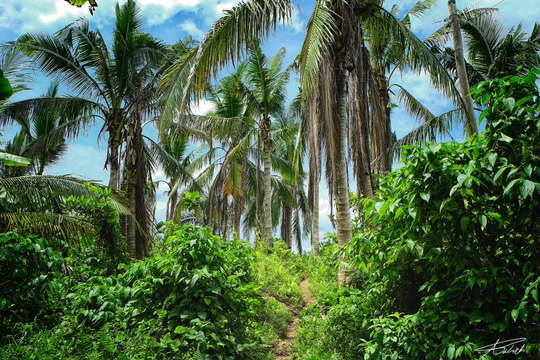 Narrow footpath threading through dense coconut palms and bright green understory beneath a luminous tropical sky