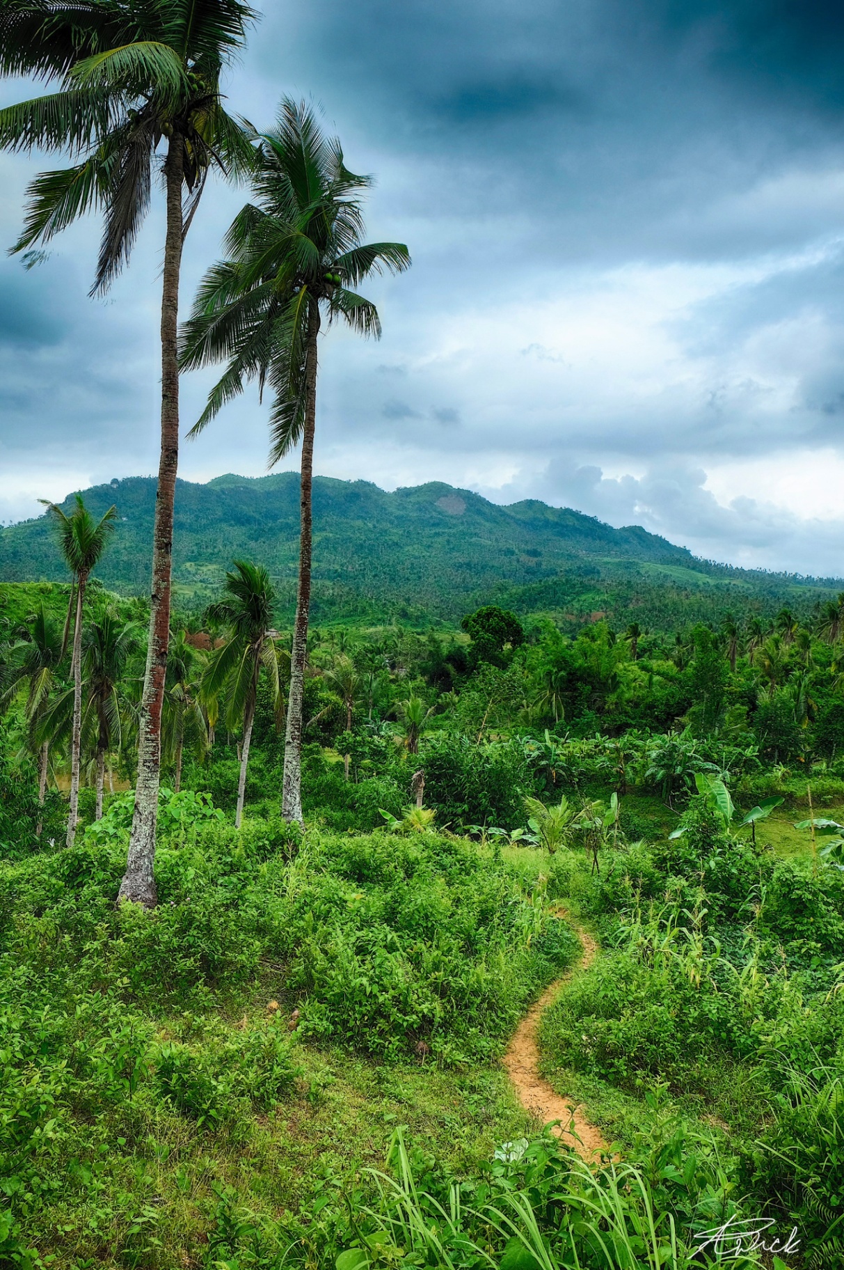 Tall palms rising like sentinels above a winding trail and lush mission hills under a moody sky