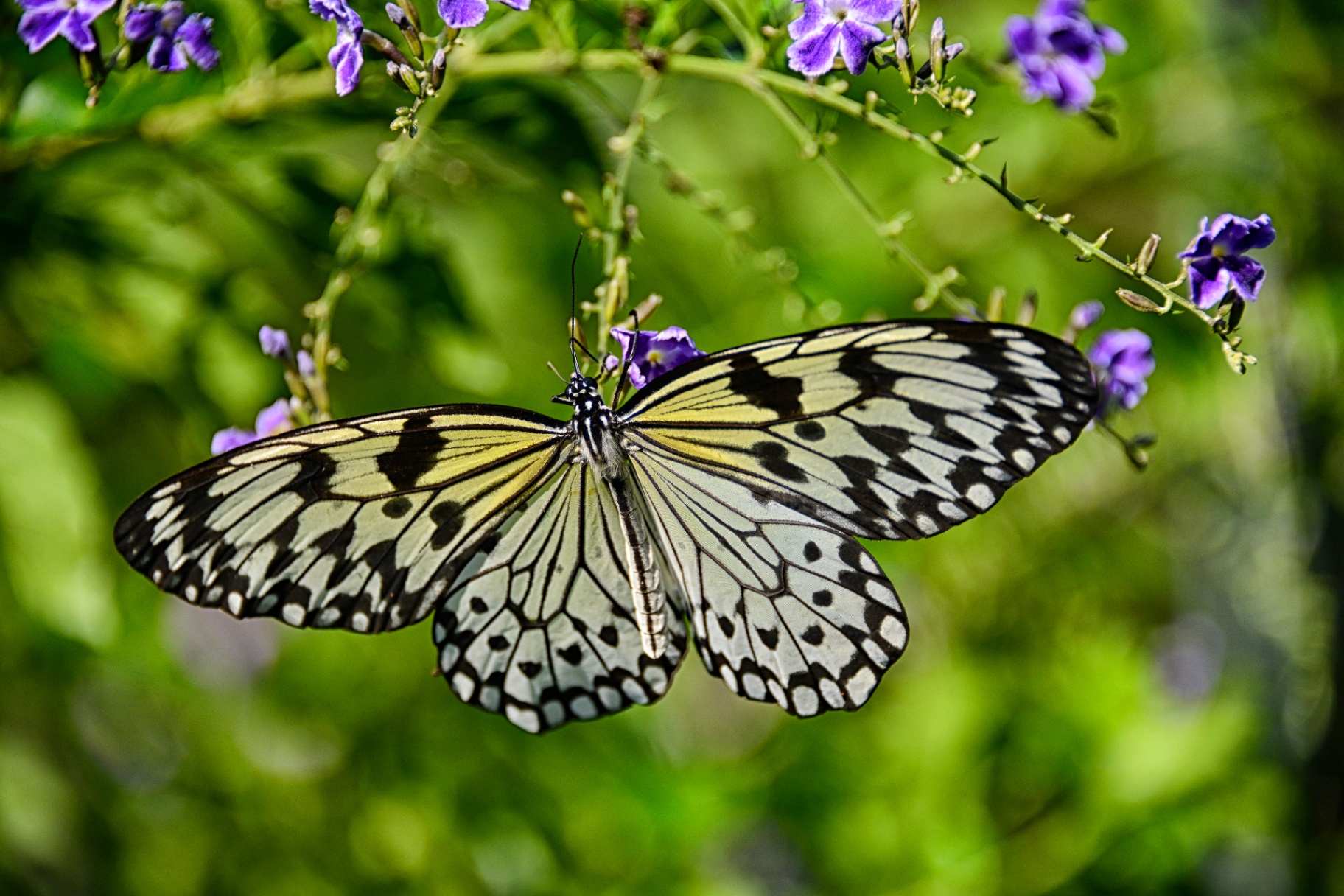 Paper kite butterfly with translucent wings resting on purple Duranta flowers