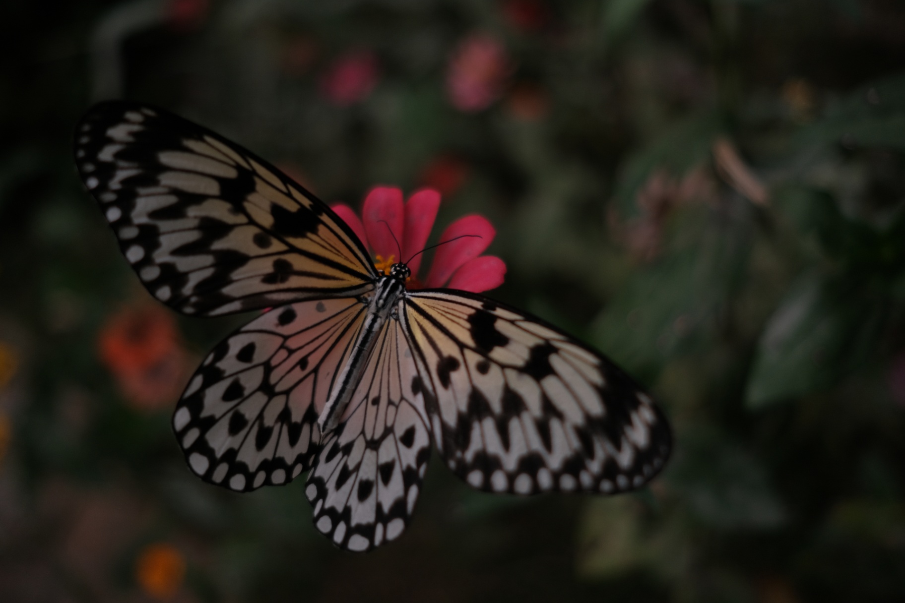 Paper kite butterfly with translucent black-veined wings perched on a pink zinnia bloom