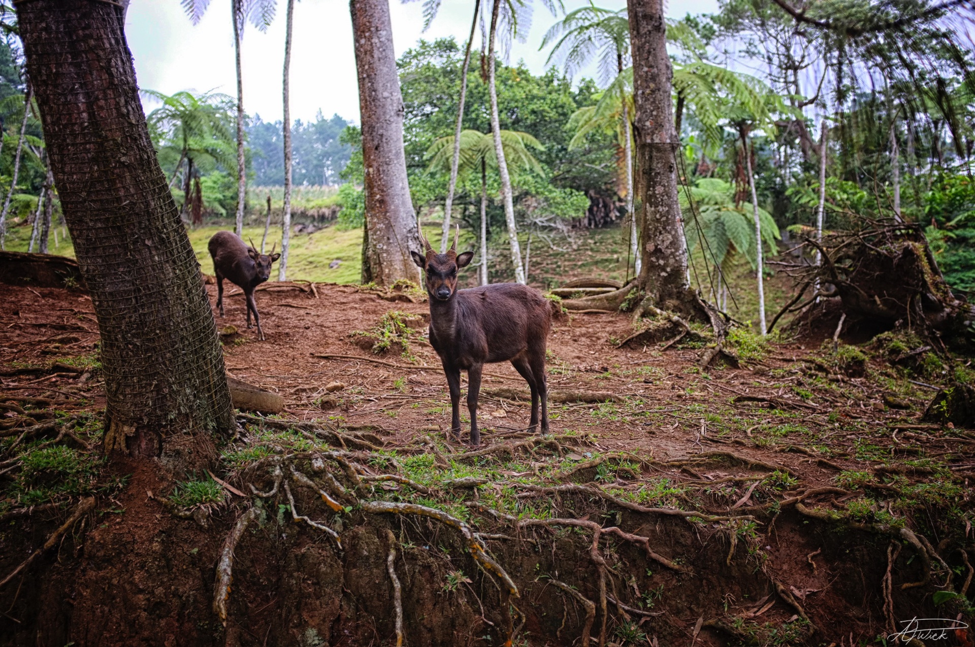Two Philippine spotted deer standing among tree ferns and coconut palms in a misty highland forest