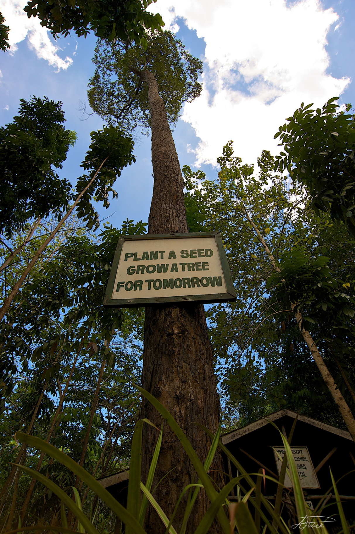 Hand-painted Plant a Seed, Grow a Tree for Tomorrow sign on a towering rainforest tree, Davao