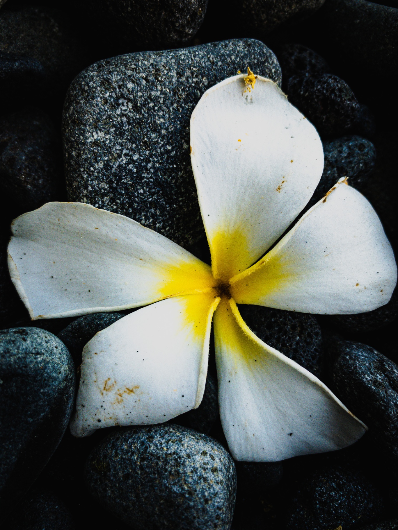 Single white plumeria blossom laid across rounded black volcanic stones