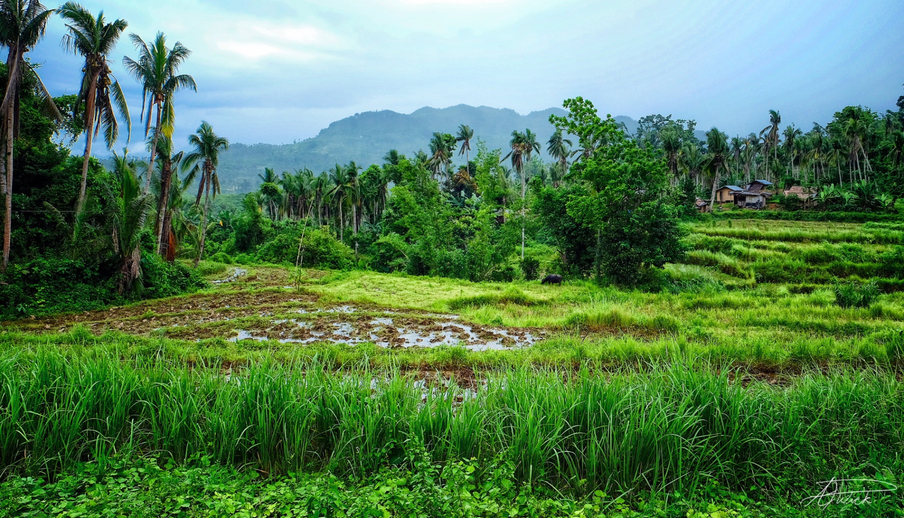 Lone carabao grazing beside flooded rice paddies framed by coconut palms and misty Philippine mountains at dawn