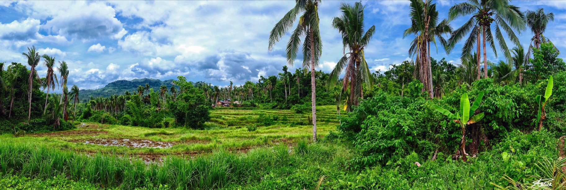 Wide panorama of rice fields, coconut palms and distant Philippine mountains under towering storm-lit clouds