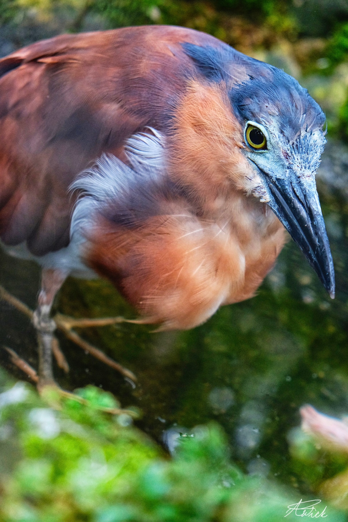 Rufous night heron leaning over still water with intense yellow eye and copper plumage