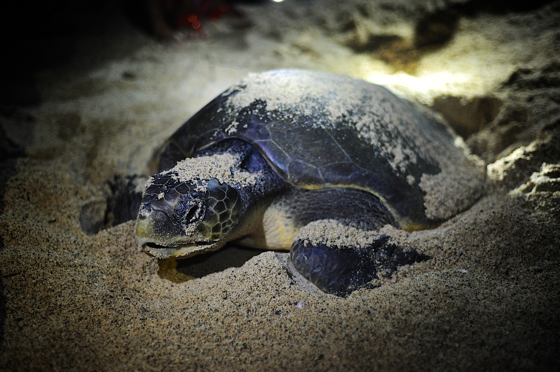 Green sea turtle nesting in the sand at night on a Philippine beach