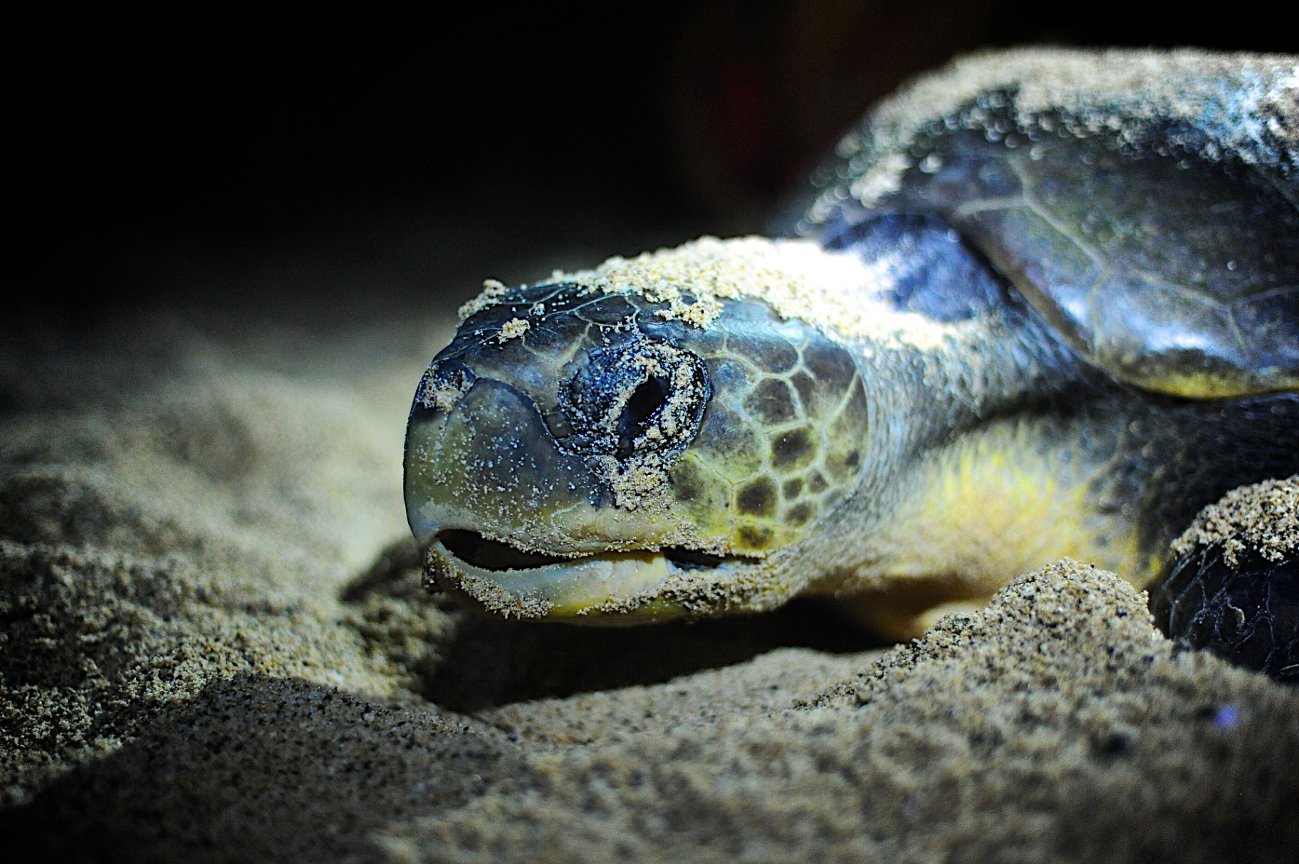 Close-up of a green sea turtle resting in sand, lit at night during nesting