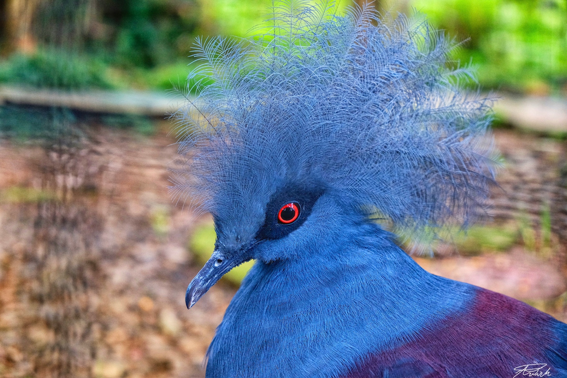 Close-up profile of a Victoria crowned pigeon with lacy blue crest and red eye