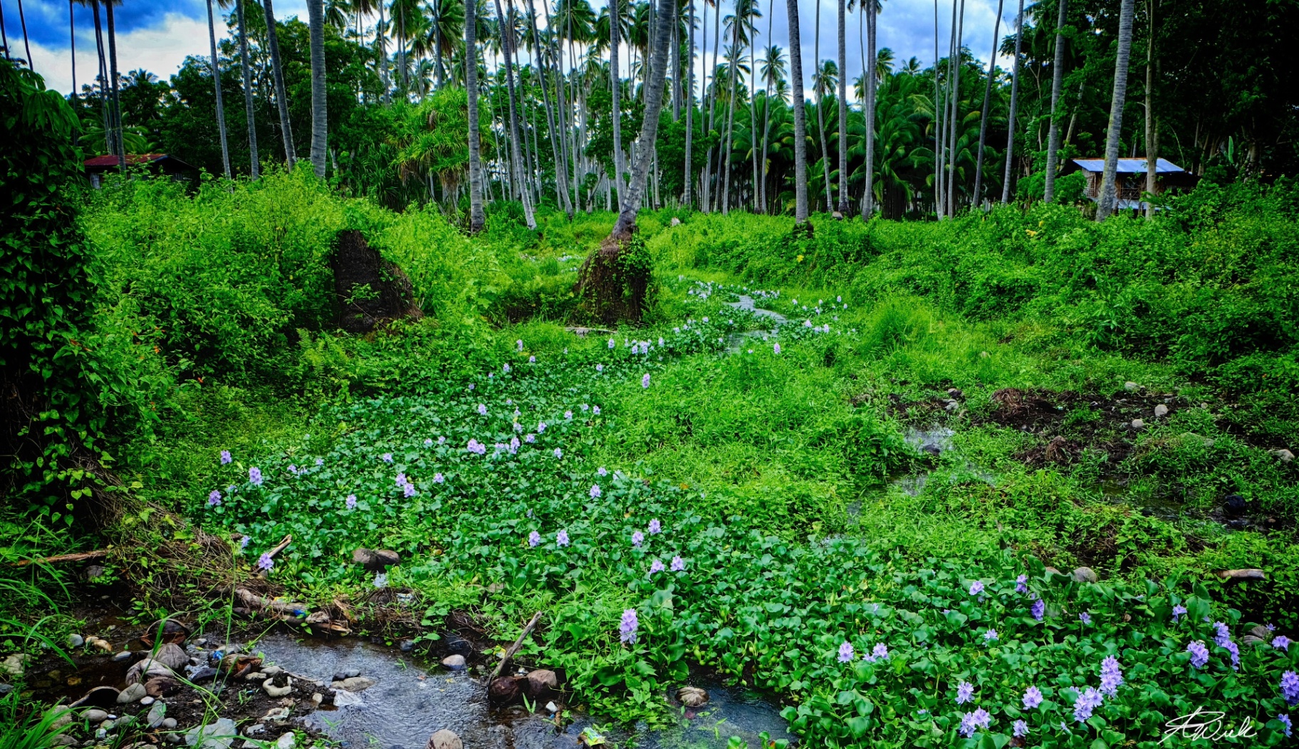 Creek winding through bright green groundcover and flowering water hyacinth beneath tall coconut palms